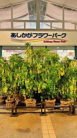 ハイスイ🐬🌱のTikTok投稿