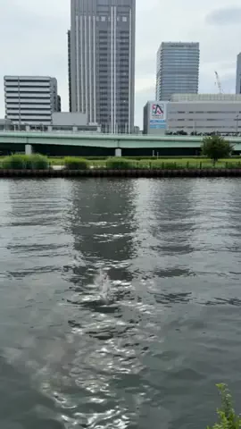 リコの和みの雑貨のTikTok投稿