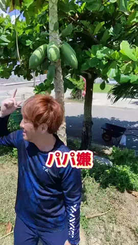 広島たにさんのぼれやびゃー動画のTikTok投稿