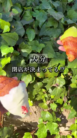 いく坊｜大分県おでかけスポットのTikTok投稿