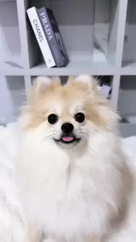 👑ぽてぽてランド👑のTikTok投稿
