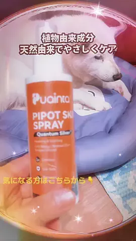 柴犬　華　🐾🐾🐾のTikTok投稿