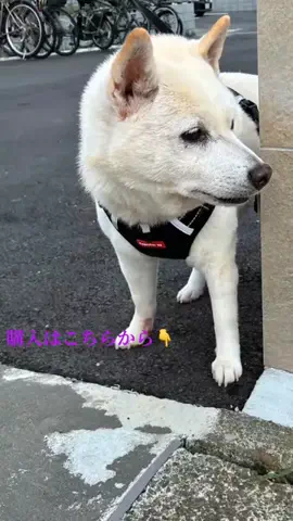 柴犬　華　🐾🐾🐾のTikTok投稿