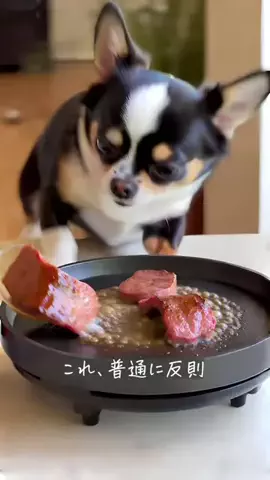 ミアとトロの日常🐶のTikTok投稿