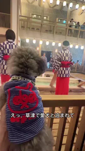 モナ王🐶ピノの愛犬旅行のTikTok投稿