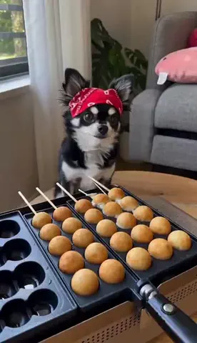 ミアとトロの日常🐶のTikTok投稿