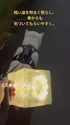 柴犬　華　🐾🐾🐾のTikTok投稿