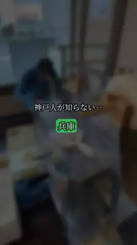 全力神戸グルメ@全力マネージャーあやぱんのTikTok投稿