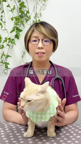 ねこ先生のTikTok投稿