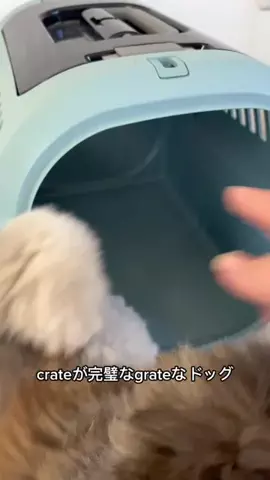 ルーク（犬のような毛玉）のTikTok投稿