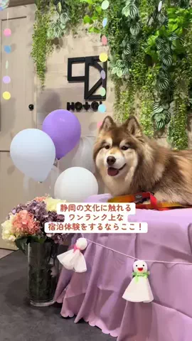 シベリアンハスキーのアポロとコスモのTikTok投稿
