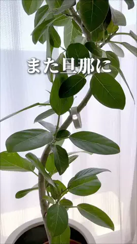 さき姉さんのラク家事ハックのTikTok投稿