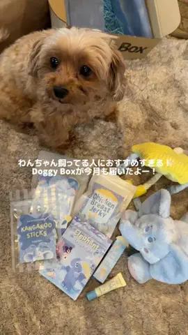 ﾏﾙﾌﾟｰのシロとチャチャのTikTok投稿