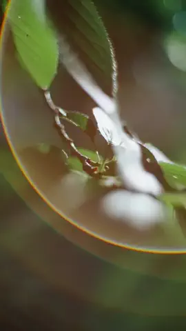 shiba｜渡邉 シバのTikTok投稿