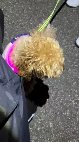 モカたん🐶🍀のTikTok投稿