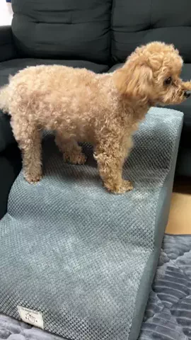 モカたん🐶🍀のTikTok投稿