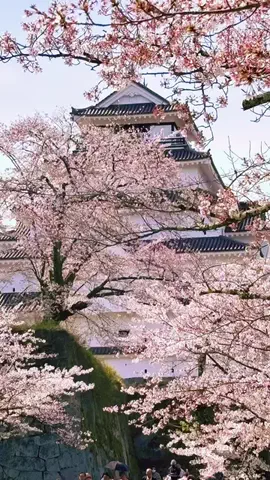 みわたび.comのTikTok投稿