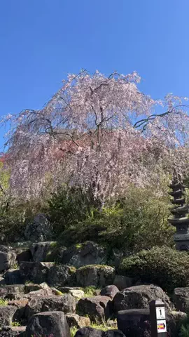 みわたび.comのTikTok投稿