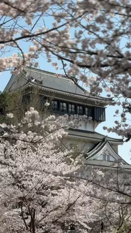 北九州メディア【SNS放送局】のTikTok投稿