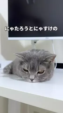 ねこある｜猫との暮らしあるあるのTikTok投稿