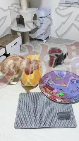 ねこある｜猫との暮らしあるあるのTikTok投稿
