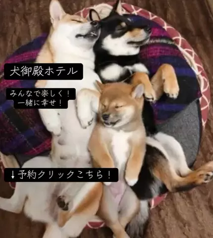 koji7777@のTikTok投稿