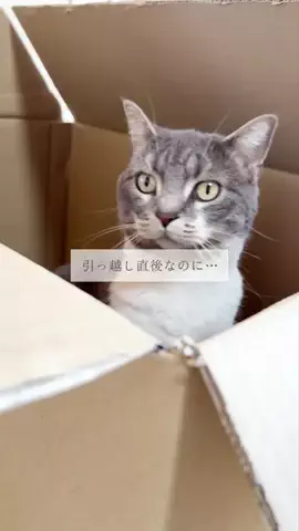 hina｜余白のある暮らしのTikTok投稿