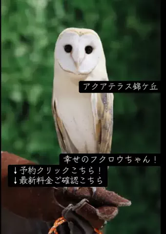 koji7777@のTikTok投稿