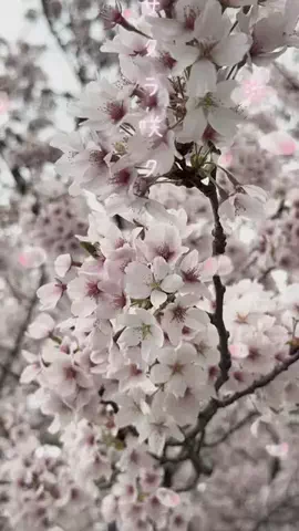 𝓡𝓾𝓼𝓽𝔂𝓝𝓪𝓲𝓵🐼🐾のTikTok投稿