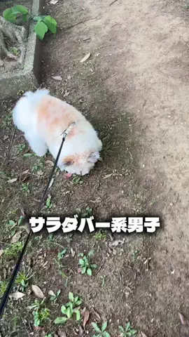 ポメビション小太郎のTikTok投稿