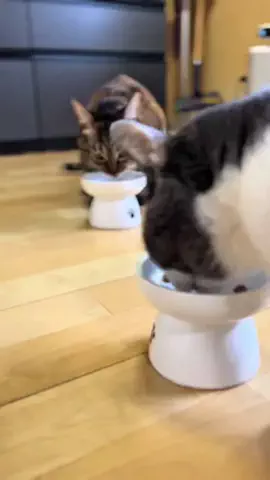 くぅ🐱TikTok猫部🌸🍀のTikTok投稿