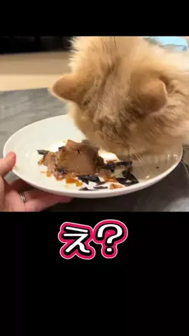 🩵👑💛でんちゅう And レトビのTikTok投稿