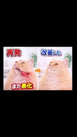 🩵👑💛でんちゅう And レトビのTikTok投稿