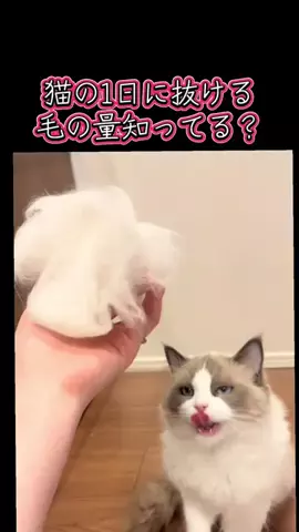 🩵👑💛でんちゅう And レトビのTikTok投稿