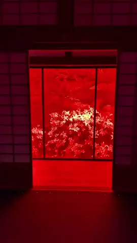 日本一暇な夫婦【りりぼん夫婦】のTikTok投稿