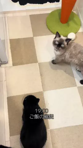 ねこのぬしのTikTok投稿