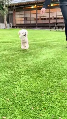 愛犬と行ける関東の宿のTikTok投稿