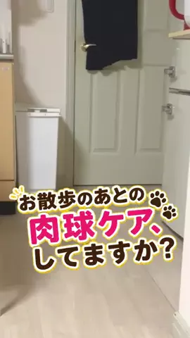 九州で柴犬と暮らすちゃんねる【柴犬くま】のTikTok投稿