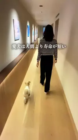 愛犬と行ける関東の宿のTikTok投稿