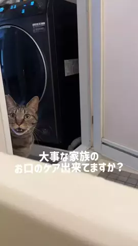 うちの猫がイケメンすぎるのTikTok投稿