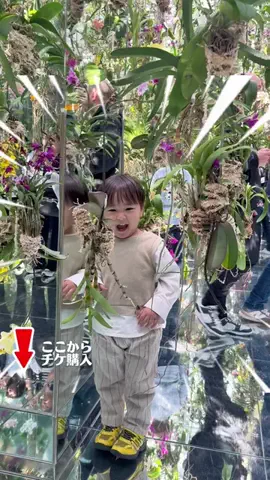 ゆめみん日和のTikTok投稿
