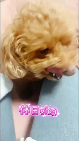 Aoyama hikariのTikTok投稿