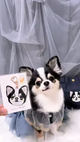 もちょちょ愛してる。（チワワ）のTikTok投稿