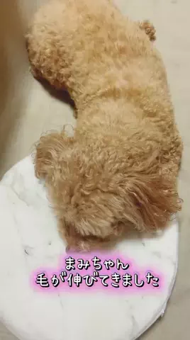 Aoyama hikariのTikTok投稿