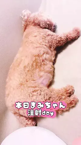 Aoyama hikariのTikTok投稿
