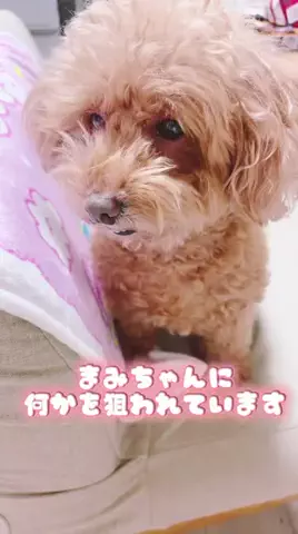 Aoyama hikariのTikTok投稿