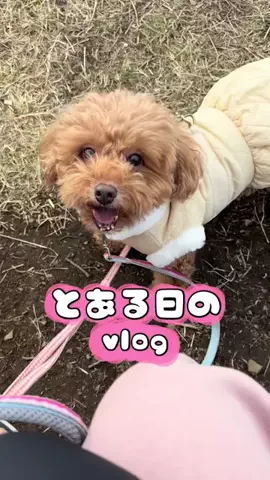 Aoyama hikariのTikTok投稿