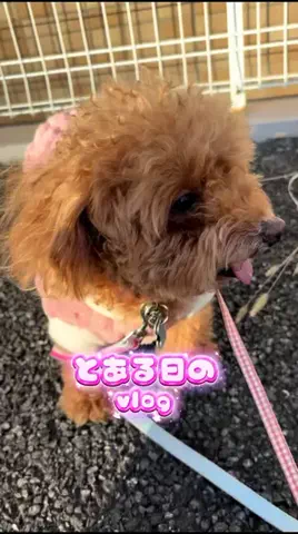 Aoyama hikariのTikTok投稿