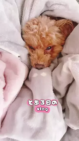 Aoyama hikariのTikTok投稿