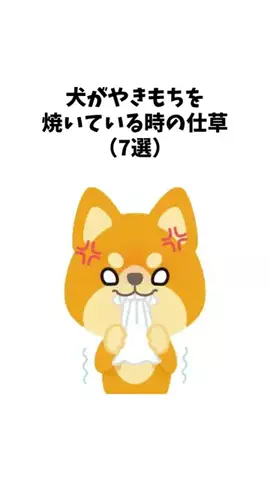 わんことの素敵な日常のTikTok投稿